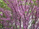В Одессе начали цвести удивительной красоты Иудины деревья