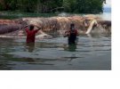 На берег океана вынесло 35-тонное морское существо