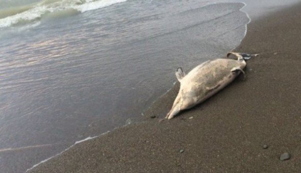 Дельфин на пляже в Крыму