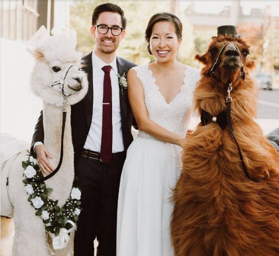 Весільна фотосесія з ошатними ламами