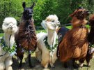 Свадебная фотосессия с нарядными ламами