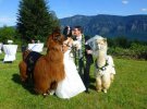 Весільна фотосесія з ошатними ламами