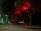На Русановской набережной деревья подсвечивают разными цветами