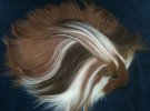 Модні зачіски: морських свинок зачісують не гірша, ніж людей