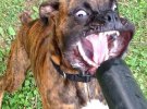 Забавные фото собак стали хитами соцсетей