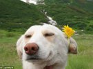 Кумедні фото собак стали хітами соцмереж