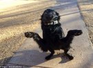 Забавные фото собак стали хитами соцсетей