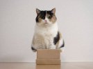 На думку вчених, контакт з краями коробки вивільняє гормони щастя. Вони викликають у кішок почуття задоволення.