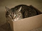 По мнению ученых, контакт с краями коробки высвобождает гормоны счастья. Они вызывают у кошек чувство удовлетворения.