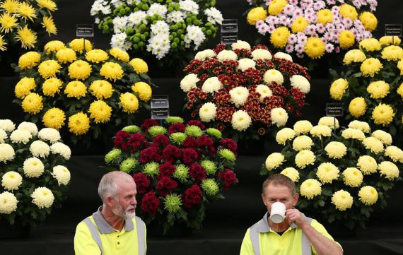 В лондонском Челси открылась ежегодная выставка цветов.