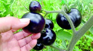 Фіолетові помідори містять такі ж корисні вітаміни й мікроелементи, які є в чорниці