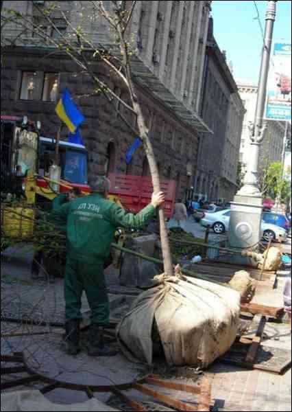  Саджанці заввишки 4–5 м доставили вантажівками разом із ґрунтом. 2007 рік