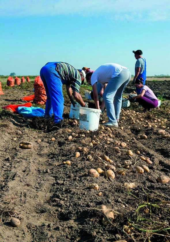 Українські заробітчани у польському Свентокшиському воєводстві збирають картоплю. Сезон тут починається із серпня і триває до листопада. За годину роботи платять вісім злотих – це 56 гривень і дають обід