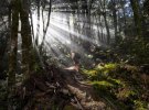 Очень красивые виды гор, лесов и побережья Новой Зеландии