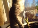 Коти насолоджуються теплим сонячним промінням