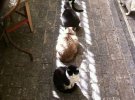 Коты наслаждаются теплыми солнечными лучами
