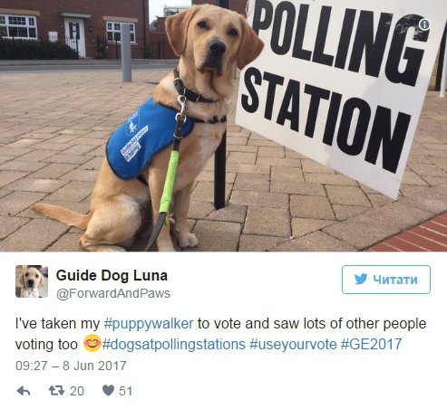 В Британии запустили флешмоб "Собаки на избирательных участках"