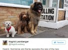 В Британии запустили флешмоб "Собаки на избирательных участках"