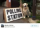 У Британії запустили флешмоб "Собаки на виборчих дільницях"