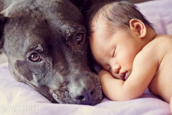 Фото новонороджених і собак