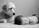 Фото новонороджених і собак