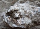 Древние останки мамонта или мастодонта нашли в национальном парке "Тузловские лиманы" Одесской области.