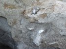 Древні останки мамонта чи мастодонта знайшли у національному парку "Тузловські лимани", що в Одеській області.