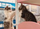 Семейство Кардашьян заменили кошки: сняли пародию на популярное реалити-шоу