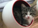 Семейство Кардашьян заменили кошки: сняли пародию на популярное реалити-шоу