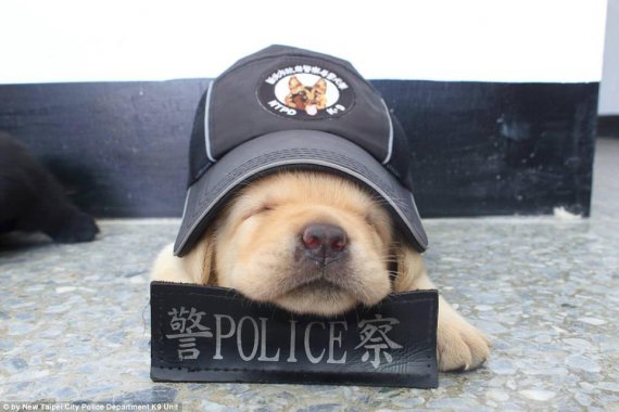 Шесть щенят лабрадора отныне будут служить в тайваньской полиции