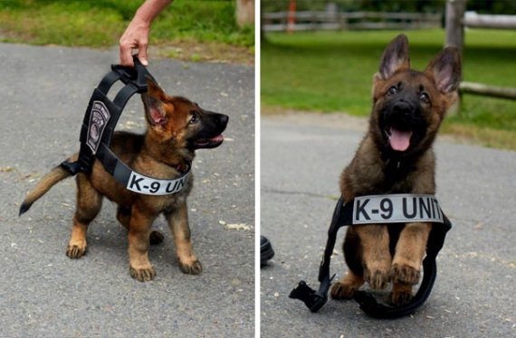 Забавные щенки-полицейские: первые дни работы пушистых патрульных