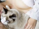 Милые котики и женская грудь