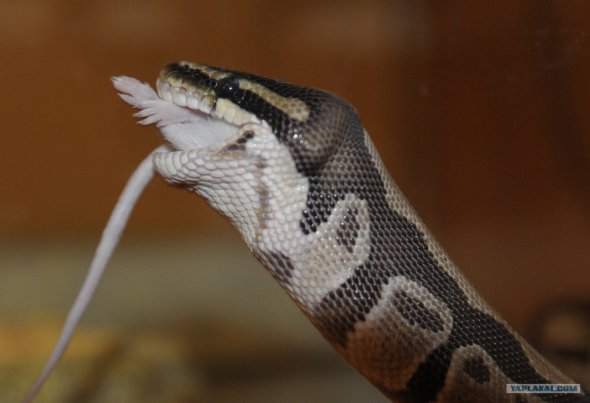 Некоторые виды змей питаются мышами и крысами