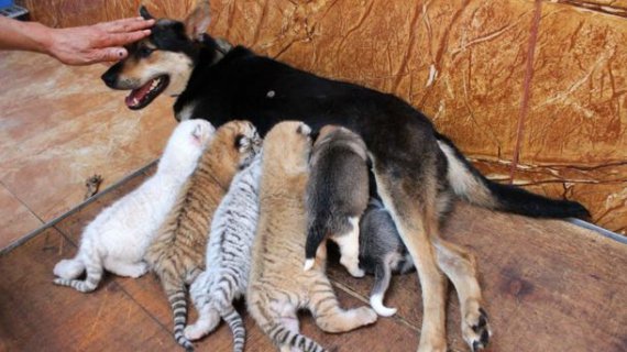 Собака стала годувальницею для чотирьох кинутих тигренят 