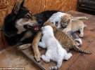 Собака стала годувальницею для чотирьох кинутих тигренят 