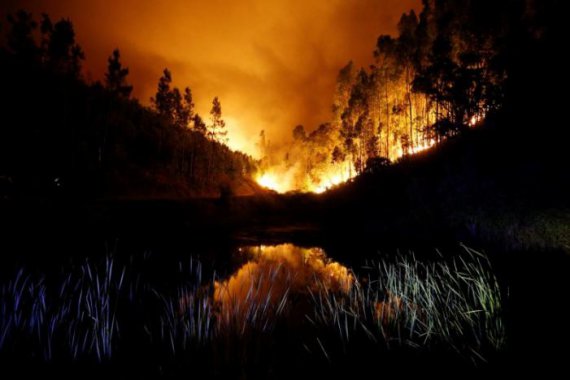 Португалию охватили лесные пожары