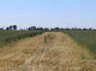 У Вінниці забудовники уже почали викорчовувати пшеницю на землі, яку відміряли для майбутніх поховань.