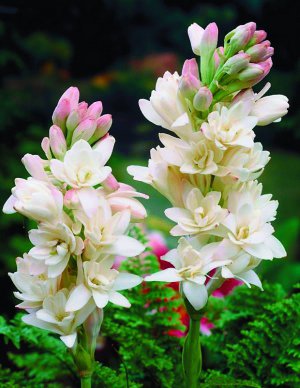 Тубероза цвіте з кінця липня до початку жовтня. Суцвіття складається з 20–30 квіток білого, рожевого чи бузкового кольорів