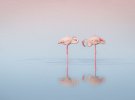 Фламинго рождаются белыми, а после трех лет становятся розовыми.