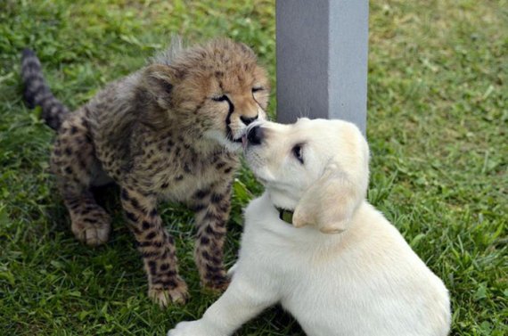 Невероятная дружба: собаки учат гепардов смелости