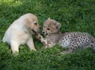 Неймовірна дружба: собаки вчать гепардів сміливості