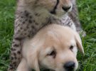 Неймовірна дружба: собаки вчать гепардів сміливості