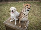 Невероятная дружба: собаки учат гепардов смелости