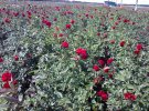 Трояндове поле: створили квіткову долину з 15 тисяч бутонів
