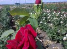 Необычное зрелище: на поле сразу зацвело 15000 роз