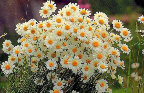 Ромашки: улюблені квіти Володимира Сабодана