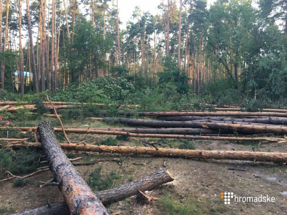 Застройщики и жители Водогона в Оболонском районе столицы конфликтуют из-за вырубки леса