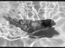 Фото оголених купальщиків басейну