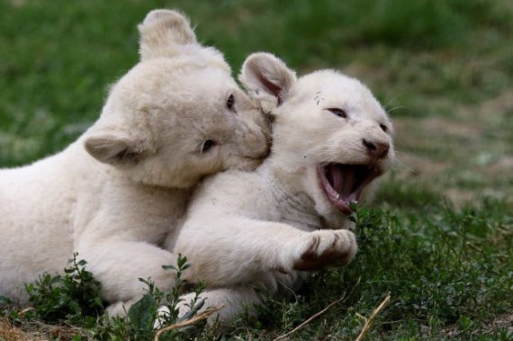 Рідкісні левенята: народилося відразу 5 білих хижаків