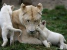 Рідкісні левенята: народилося відразу 5 білих хижаків